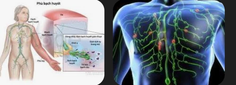 Thông điều thư giãn ( bài độc hệ bạch huyết ) - 2